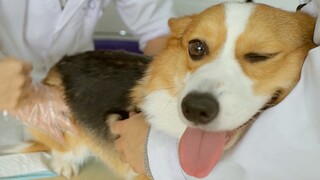 أصبح كلب الكورجي فجأة يعرج، وكانت نتيجة الفحص مضحكة ومبكية في آن واحد【دابي الساقين القصيرتين】