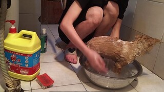 Saya menghabiskan 850 untuk membeli seekor anjing pastoral kecil secara daring, dan ia mulai muntah 