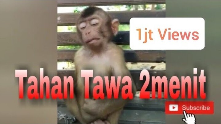 Kumpulan video lucu hewan