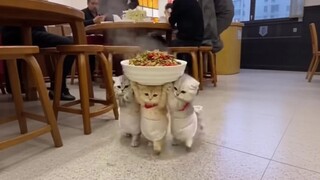 نادل مياو مياو في خدمتكم~