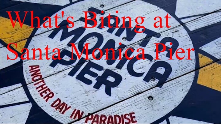 What's Biting at Santa Monica Pier