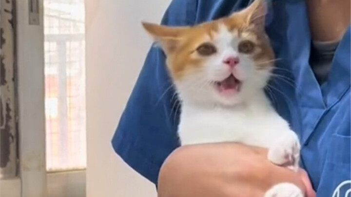 แมวชอบทำท่าทางมาก