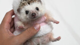 [Animals] When The Hedgehog Wears A Big Cotton Coat