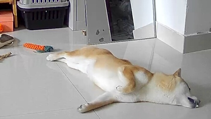 Shiba Inu làm gì ở nhà? Lại là một ngày đáng ghen tị đối với những chú chó.