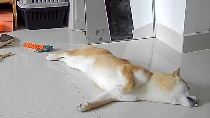 What does Shiba Inu do at home? It's another day of envying the dog's life