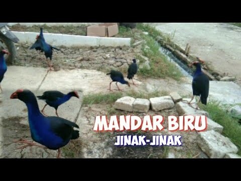 Burung mandar biru jinak mencoba beradaptasi di lingkingan yang baru. (pokeko bird)