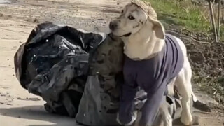 "Anjing ini... membuatku tertawa selama 2 menit 39 detik penuh"