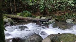 Masuk HUTAN Ada Sungai Bening Banget| Langsung Mandi