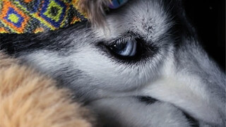 The aura of a wolf king is always etched into one's very bones.