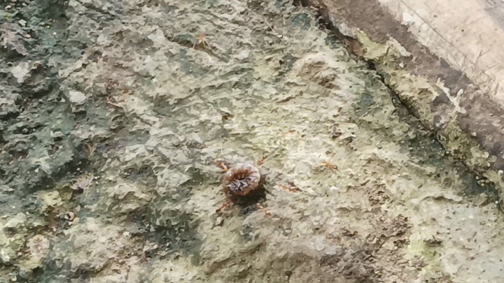 Apa yg akan kamu lakukan jika melihat hal seperti ini didepan matamu ?