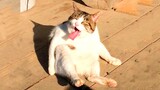 Aww😂😂 Hilarious Cats Cute Reaction -  Super Pets Videos