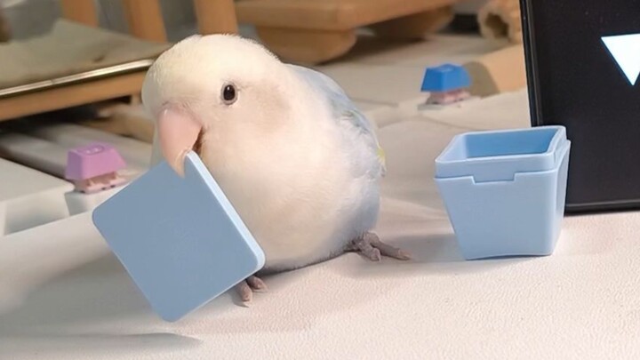 กล่องเปิดโชว์เฉพาะนกแอฟริกา 🐦: อะไรจะกล่องเปิดโชว์แบบสุ่ม ฉันมีกลยุทธ์การรับประกันของตัวเองอยู่แล้ว!