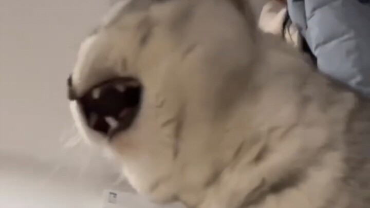 Static electricity mercilessly beats up a kitten.