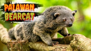 PALAWAN BEARCAT | BINTURONG | Tenrou21