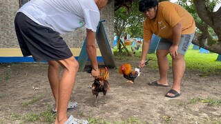 Brood stag Gilmore hatch vs 2x winner golden boy brood cock 🔥