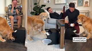 Golden Retriever: Demi sepiring nasi, aku harus belajar piano sialan ini