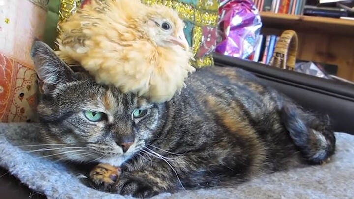 【Thú cưng】Nuôi mèo lâu ngày, có tỷ lệ thấp sẽ mọc thêm gà. Chíp chíp chíp chíp >3<!