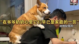 "في قلوب الجدين، لقد أصبحتا بالفعل جزءًا من العائلة."