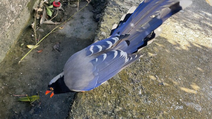 Grasshopper outsmarts the magpie, a thrilling story.