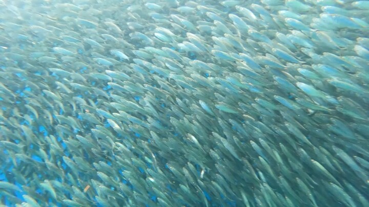 愚者互踩，智者互抬，能傷到你的永遠都是你身邊最親近、最信賴的人！