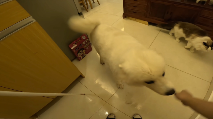 【Nuòzǐ】Setelah tuannya pergi dinas selama tiga hari, anjing yang ditinggal di rumah...?