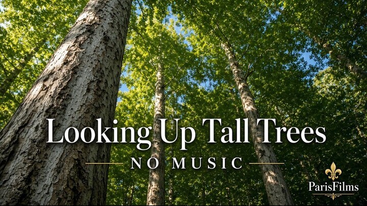 Looking Up Tall Trees | NO MUSIC | Relaxing Forest Canopy for Sleep & Study