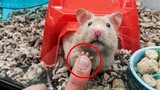 Funny And Cute Hamster Video Compilation  | Pets House