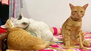 Funniest Cats 😹 - อย่าพยายามกลั้นเสียงหัวเราะ 😂 - Funny Cats Life