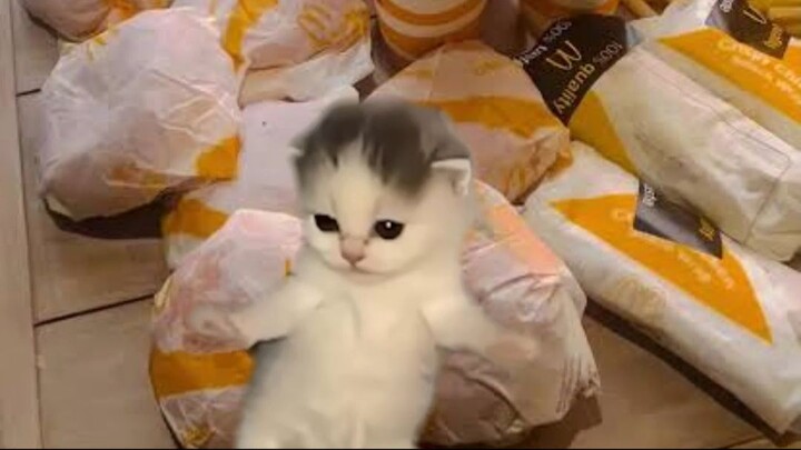 kitten memes
