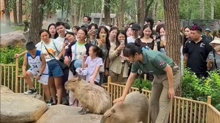 Capybara: Aku tidak mau bekerja    Penjaga kebun binatang: Silakan pergi