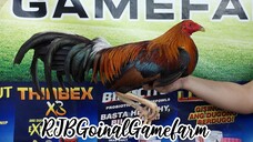 GOLDENBOY x GOLDEN MONKEY @ TERNATE COCKPIT ARENA 10/21/23 #RJBGoinalGamefarm #TeamRJB