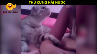 Ôi động vật_ Cười vỡ bụng với những Video hay nhất năm 2018 P11