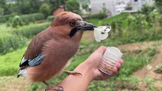 [Hewan] Ngengat terbang melewati mulut burung pipit dan dimakan