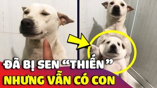 Cười xỉu chú chó 'BỊ THIẾN' rồi nhưng vẫn có con khiến anh Sen BẤT LỰC 😅 | Gâu Đần