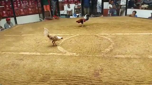 HENNIE DRAW FIGHT 3COCK DERBY ICOCA ( OPEN WEIGHT PAREHAS)