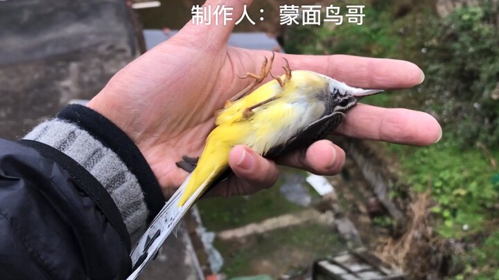 A hungry little bird hopped into the warehouse. After the young man fed it, the bird just wouldn’t l