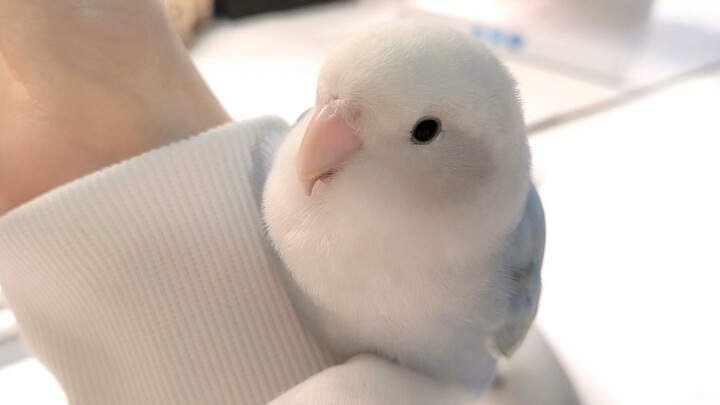 How Did Dinosaurs Evolve Into These Round, Fluffy Little Creatures?