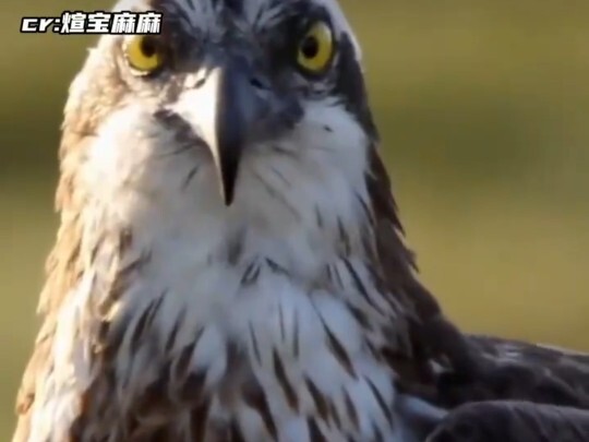 يا شينجيانغ، لقد خبّأت عني كثيرًا حتى أتعبتني! النسر: هل ترى أنني أتظاهر ببراعة؟