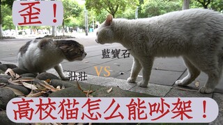 【Southwestern University of Finance and Economics】University cats are forbidden from arguing loudly!