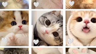 Cutty cat 😺😺😺