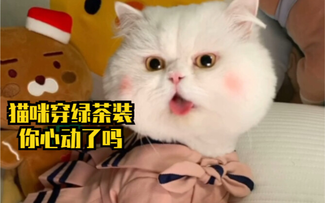 Dressing my cat in this year’s hottest “green tea girl” outfit… and it poses better than I do!