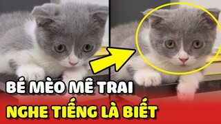 Bé Mèo MÊ TRAI nhất quả đất, nghe tiếng động là biết ngay bố về 😍 | Yêu Lu