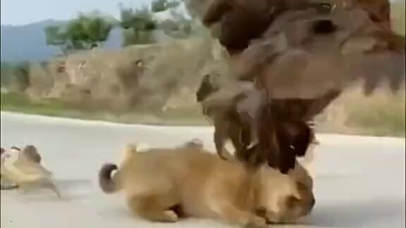 Ayam: Makan apa sih yang begitu harum