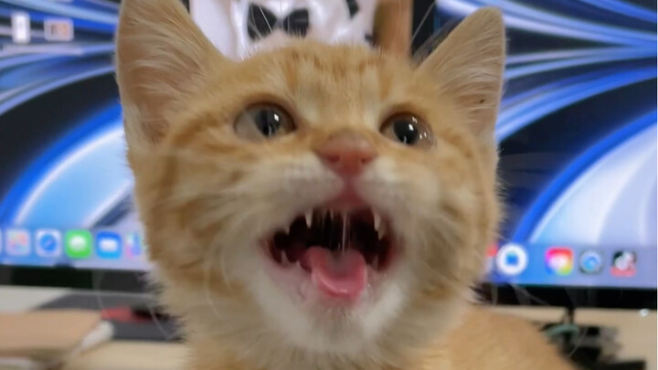 Work Without Petting Cats Challenge 2.0