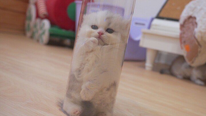 สอนวิธีใช้ท่อจับเจ้าแมวน้อยตัวอ้วน!