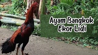 Ayam Bangkok Ekor Lidi