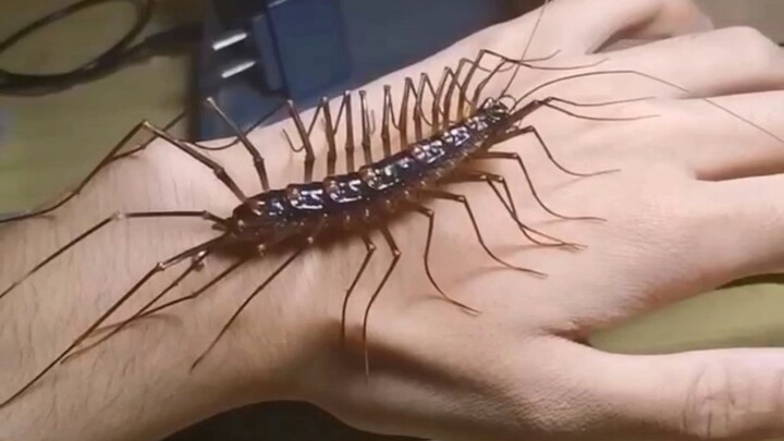 Apa kamu percaya cosplay “Ling Long” ini? Meski cuma pakai kostum Jigu.