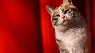 [Animals]Lovely cats in the Forbidden City of Beijing