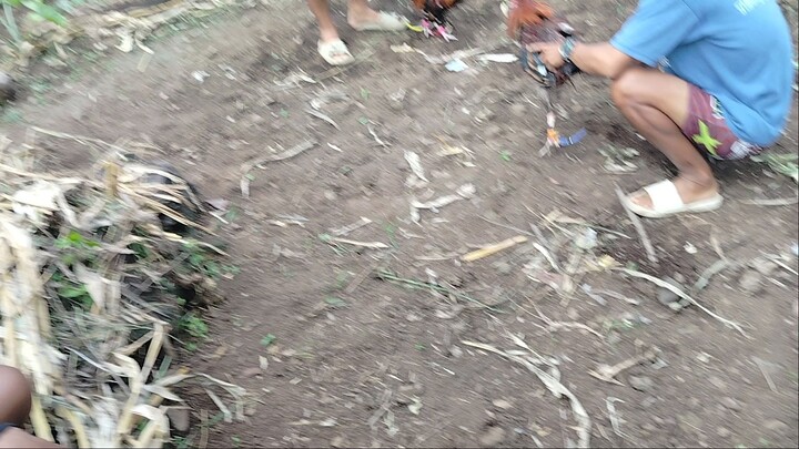 dalawa  tari win subrang laki ng kalaban