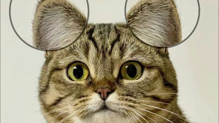 Rumus memilih kucing, lima langkah pasti berhasil!
